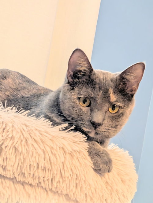 Amber & Flint, an adoptable Dilute Tortoiseshell in Maryville, TN