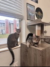 Flint & Amber - Photo 3