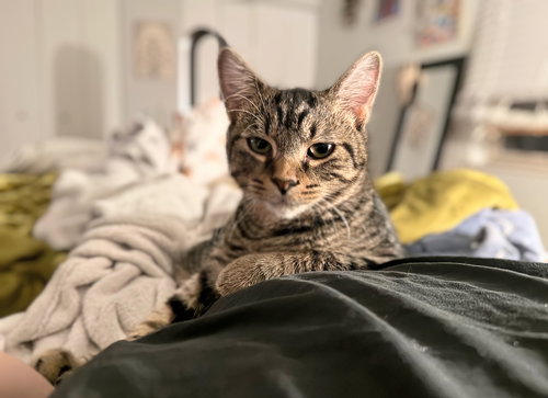 FLINT & AMBER - Tabby available for adoption
