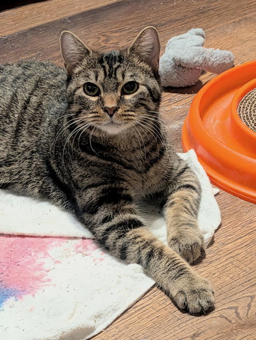 picture of the cat needing adoption