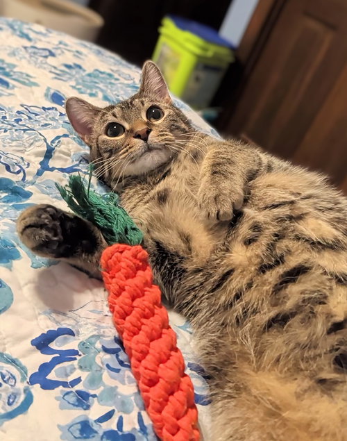 picture of the cat needing adoption