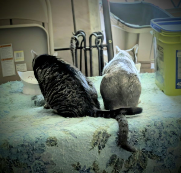 Winston & Abigail