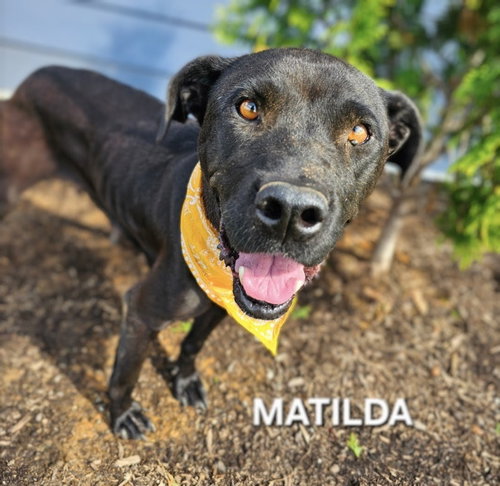 picture of the dog needing adoption