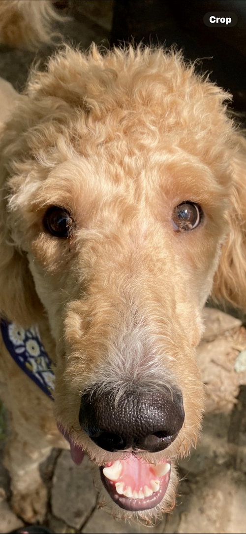 BENTLEY - Poodle (Standard) / Labrador Retriever available for adoption
