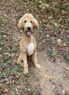 Bentley - Photo 1