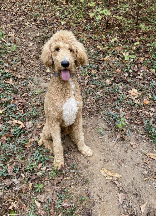 BENTLEY - Poodle (Standard) / Labrador Retriever available for adoption