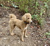 Bentley - Photo 3