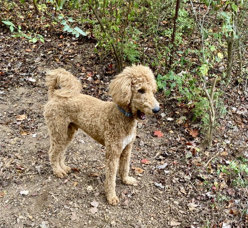 Bentley — thumbnail 9