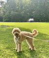 Bentley - Photo 4