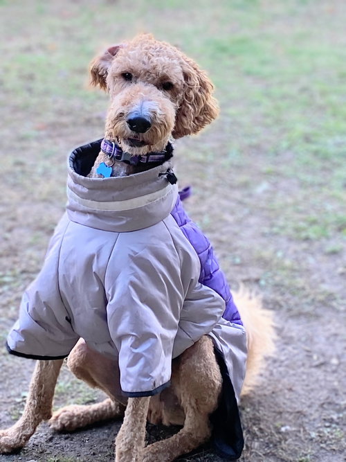 picture of the dog needing adoption
