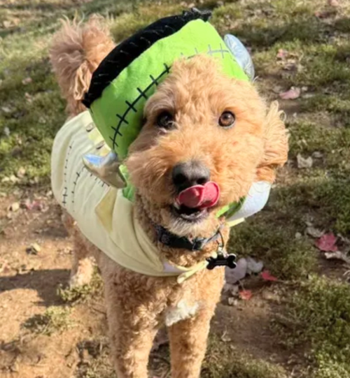 Bentley, an adoptable Poodle in Maryville, TN