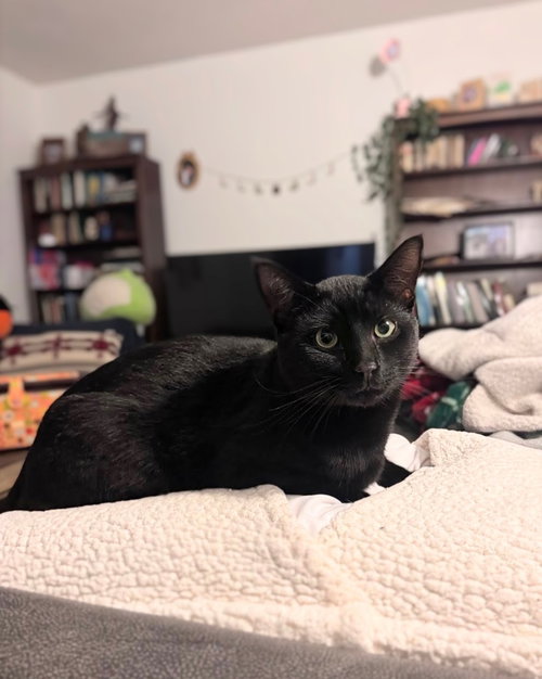 MICHAEL - Bombay available for adoption