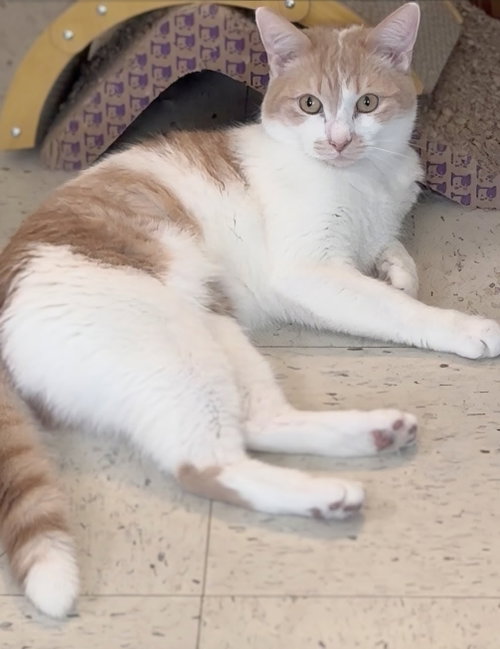 Mr. T & Ms. Sasha - EXTREMELY URGENT!!!, an adoptable Domestic Short Hair in Maryville, TN