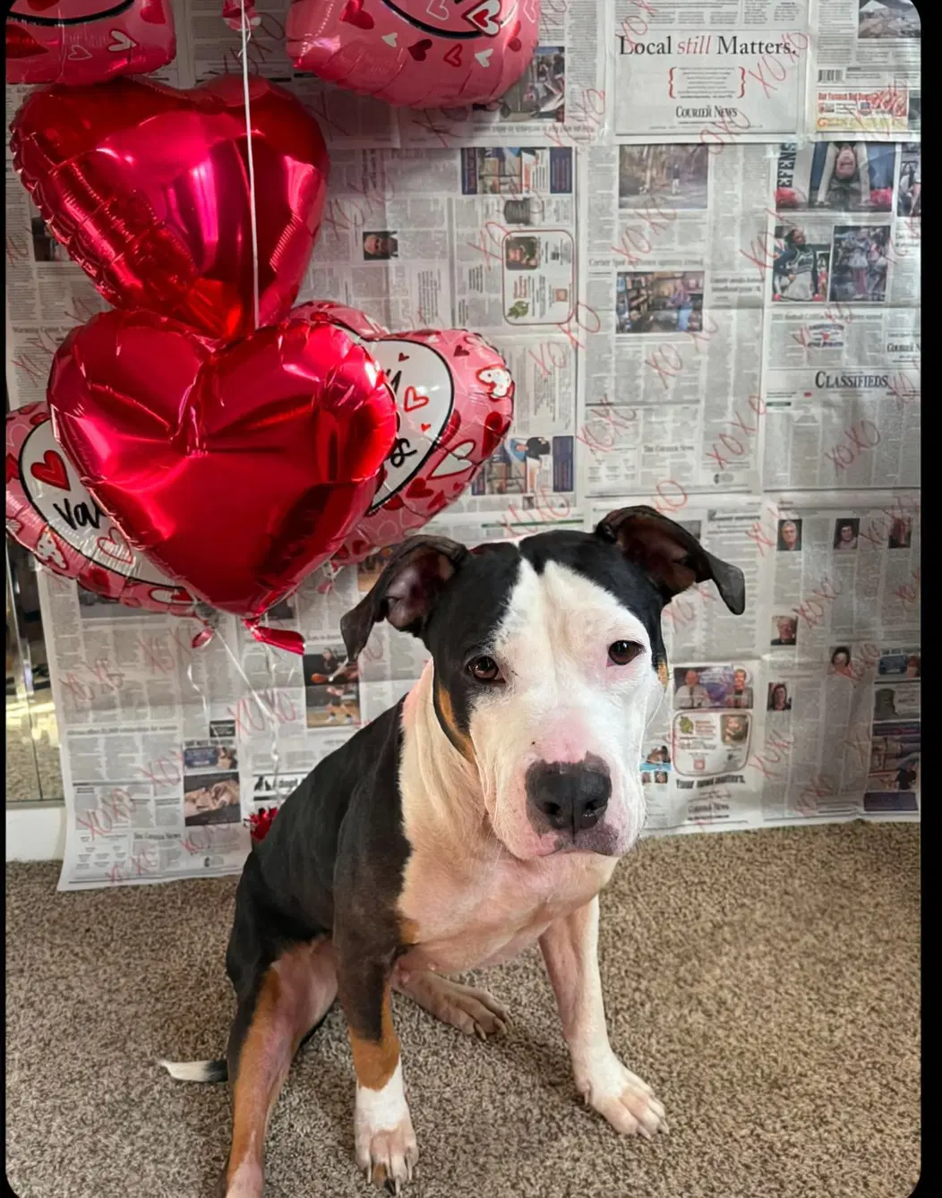 Harley - Staffordshire Bull Terrier