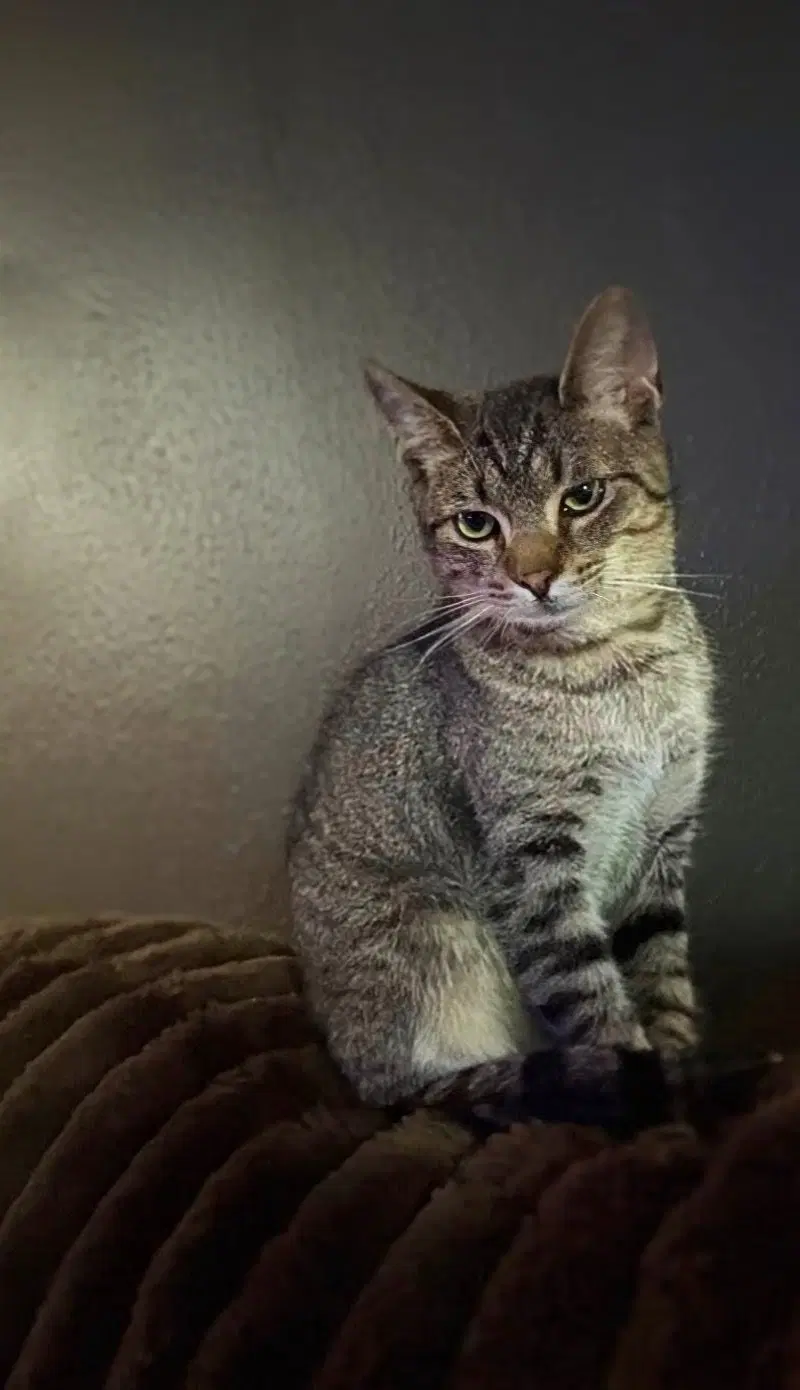 Mr Kitty - Tabby