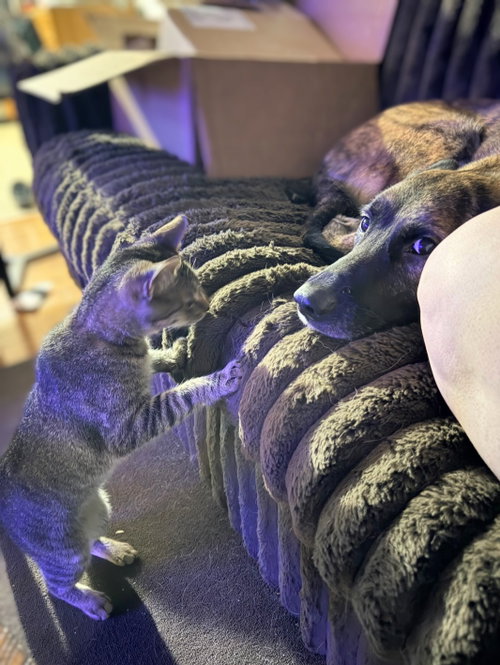 Mr. Kitty photo 2