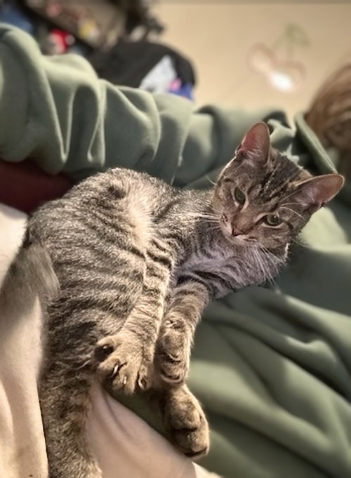Mr. Kitty photo 3