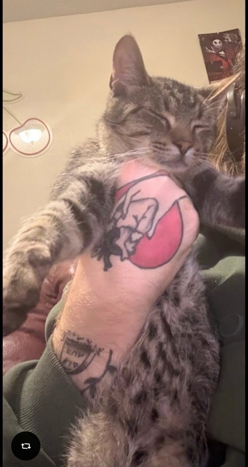 Mr. Kitty photo 4
