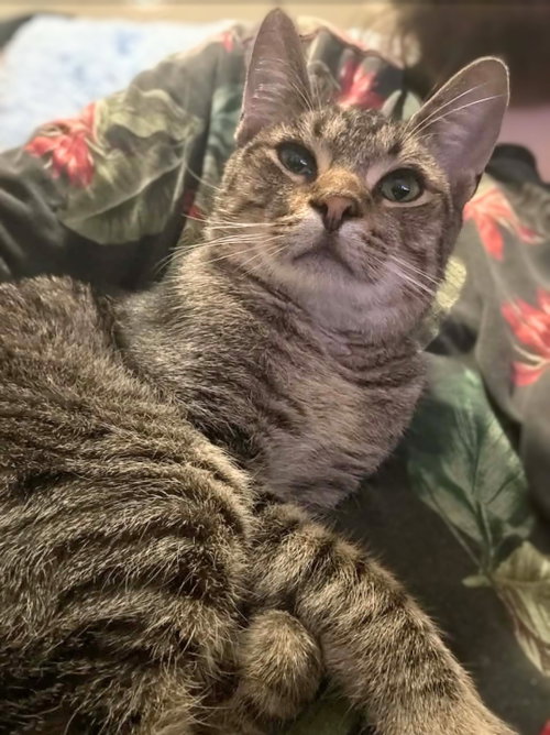 Mr. Kitty - HOME OR FOSTER HOME URGENTLY NEEDED!!!, a cat for adoption from Almost Home Animal Rescue