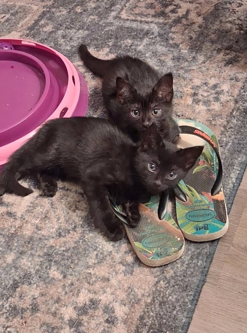 Ernest & Cecil