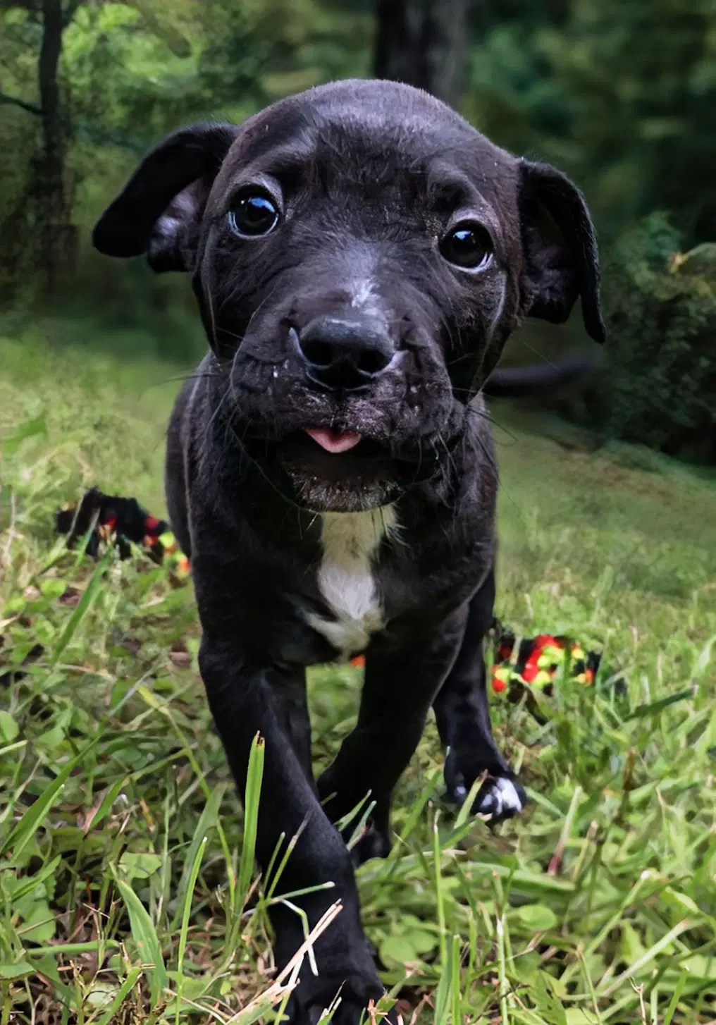 Duke - Up  Coming - Staffordshire Bull Terrier