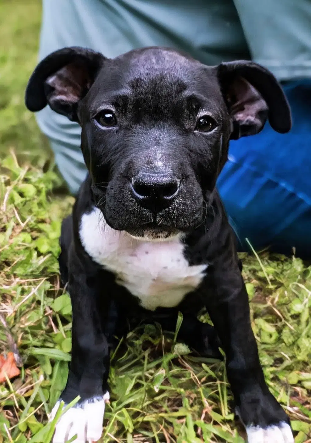 Duke - Staffordshire Bull Terrier