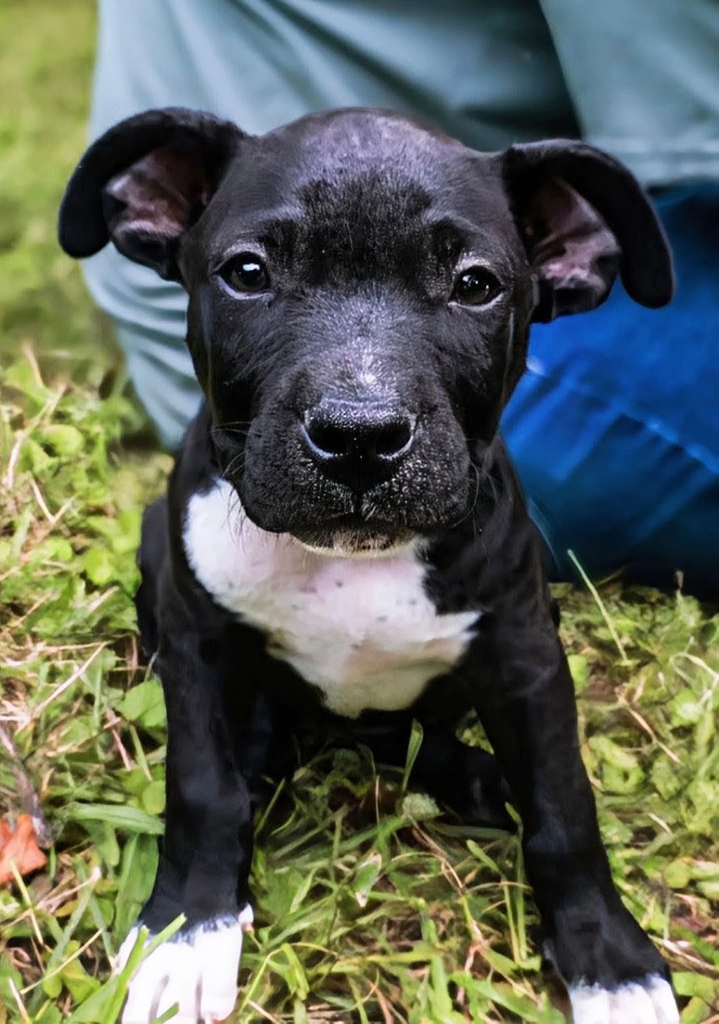 Duke
