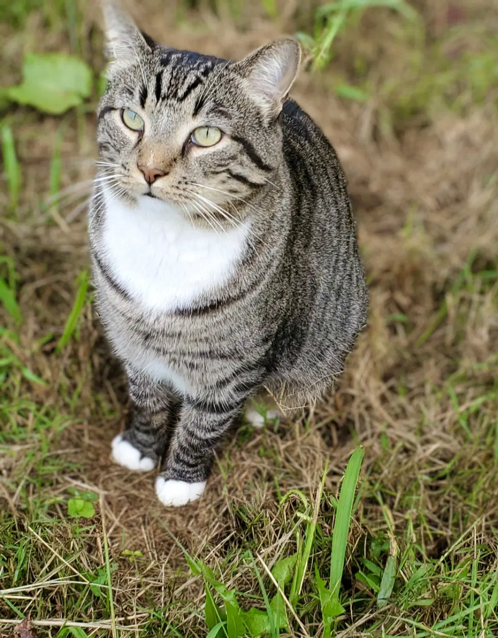 Mikey Boots - Urgent - Tabby