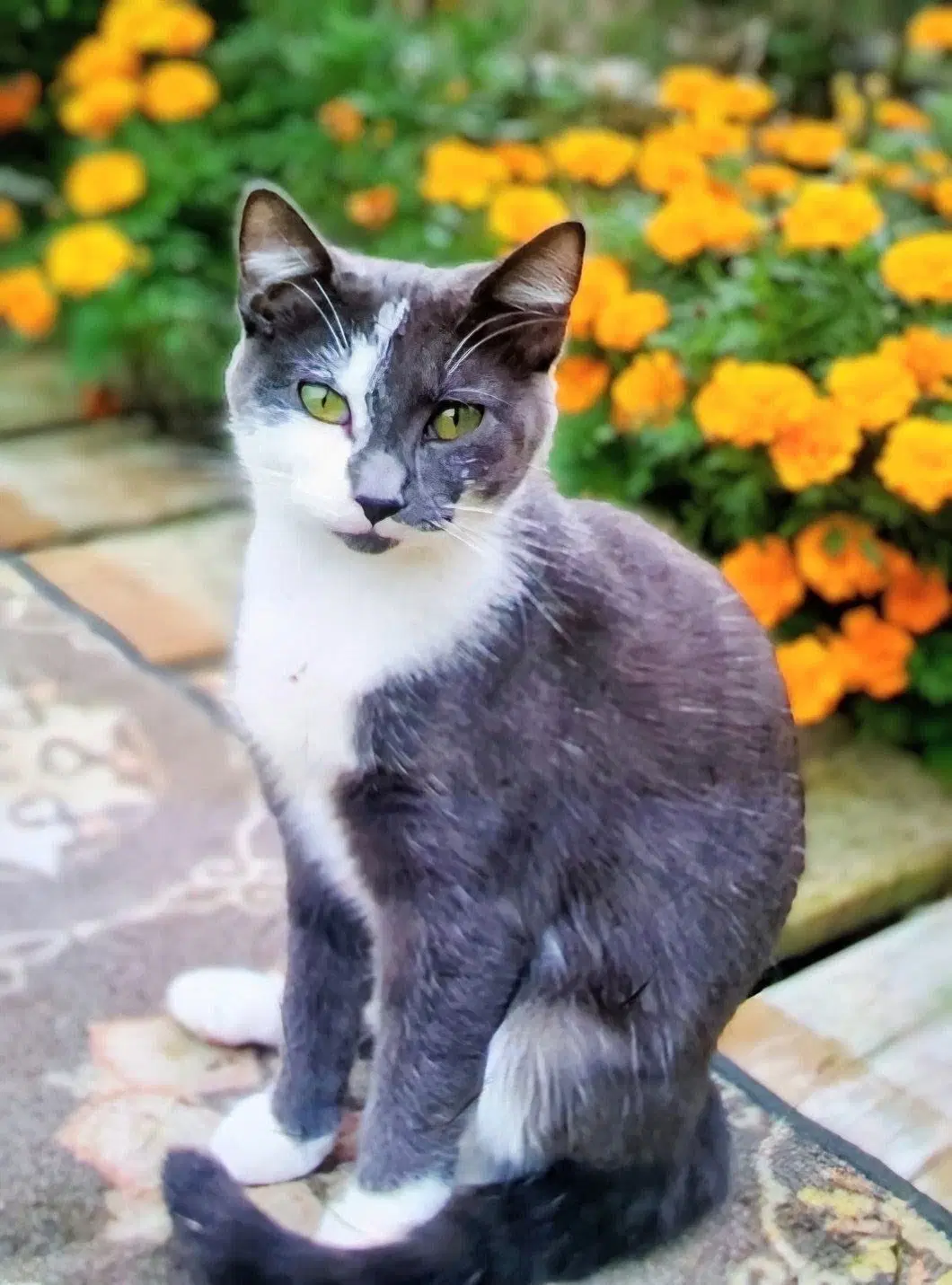 Edith  Violet - - Domestic Short Hair