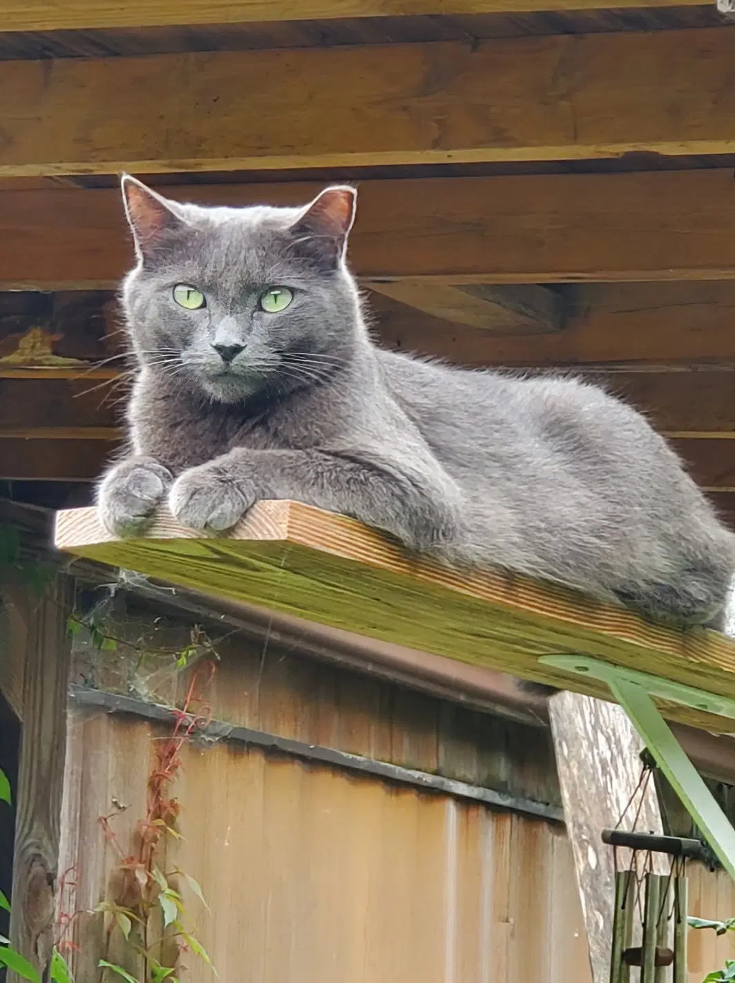 Violet  Edith - Russian Blue