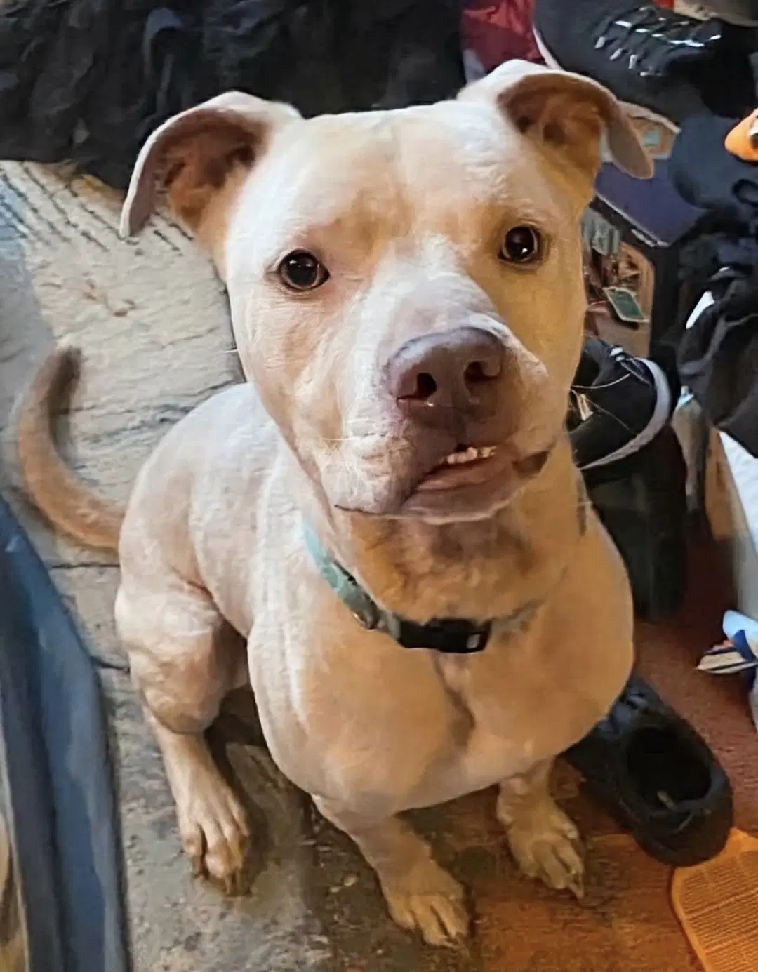 Buddy - Needs A Foster Home Right Now image 1
