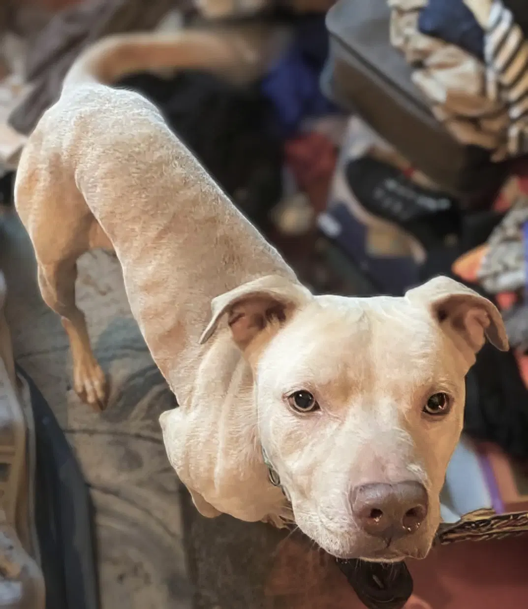 Buddy - Needs A Foster Home Right Now image 2