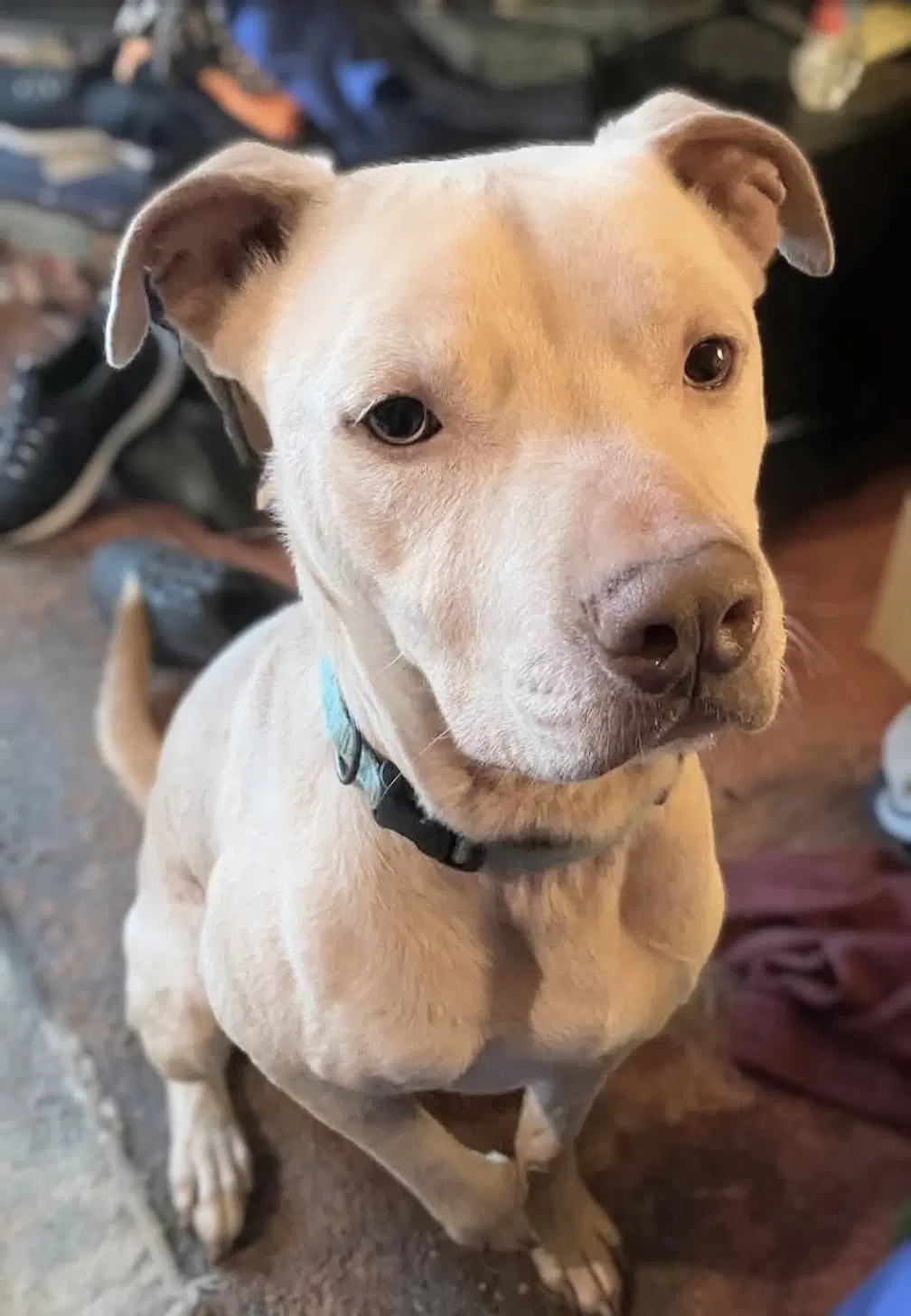 Buddy - Needs A Foster Home Right Now image 3