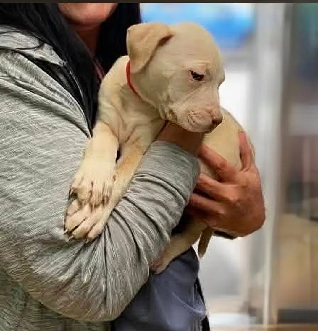 Buddy - Needs A Foster Home Right Now image 4