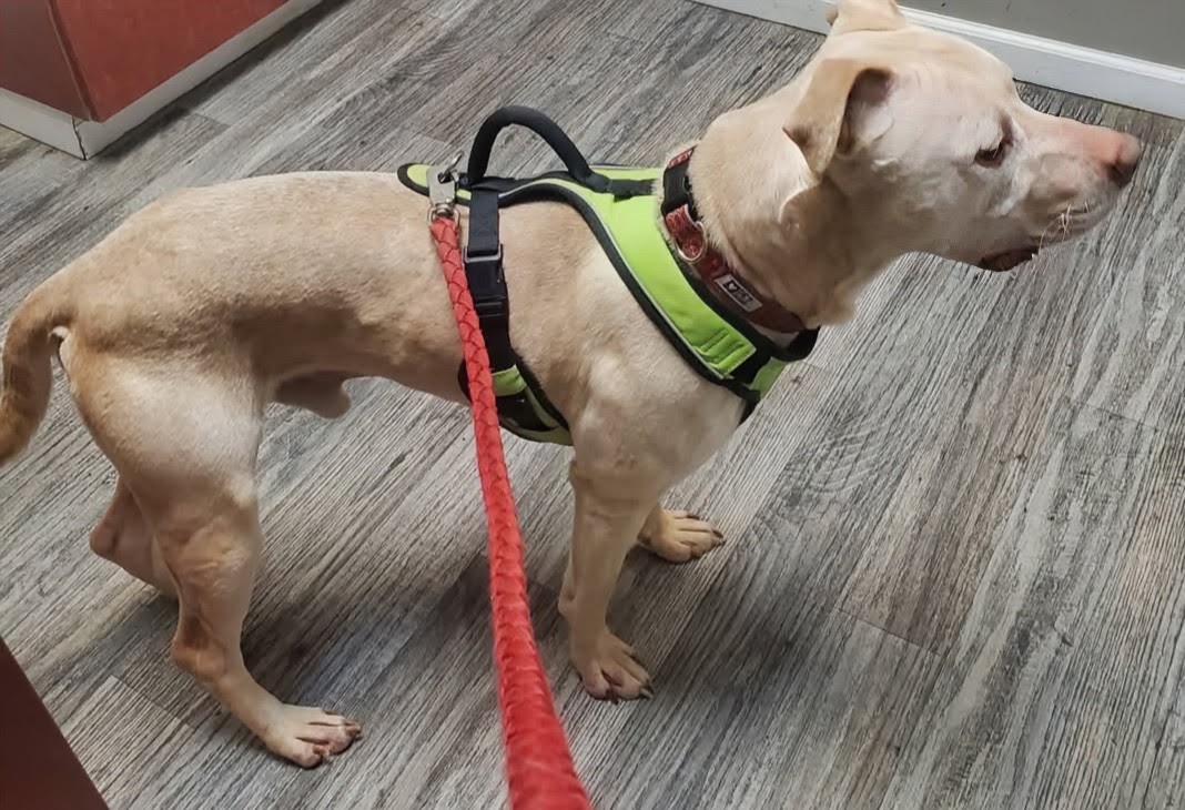 Buddy - NEEDS A FOSTER HOME OR HOME NOW!, photo 3