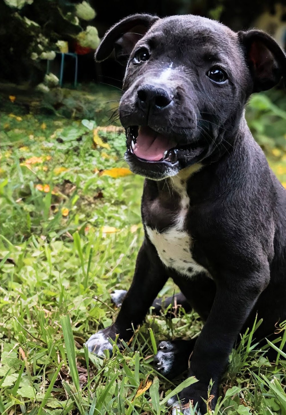 Belle, Staffordshire Bull Terrier
