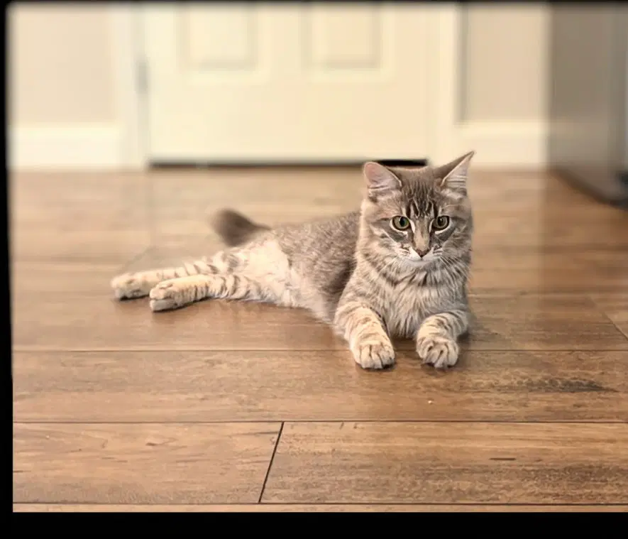 Winnie  Wilfie - Tabby