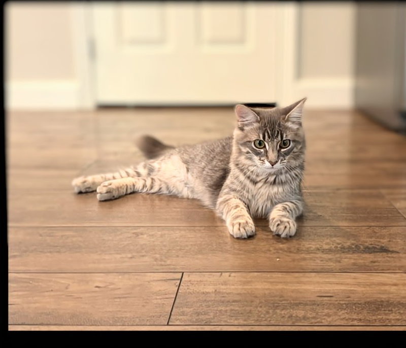 Winnie & Wilfie, female Tabby kittens up for adoption