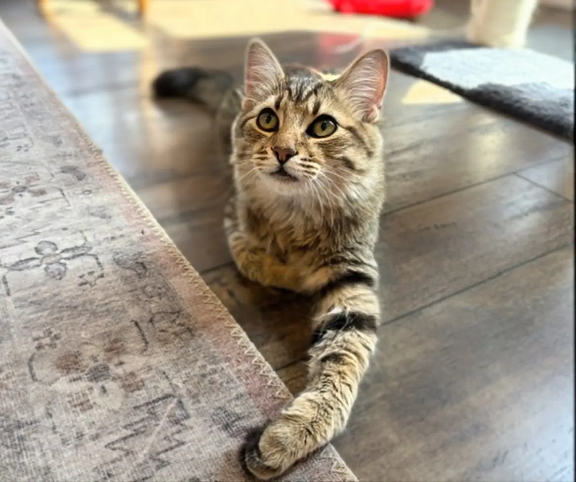 Wilfie  Winnie - Tabby