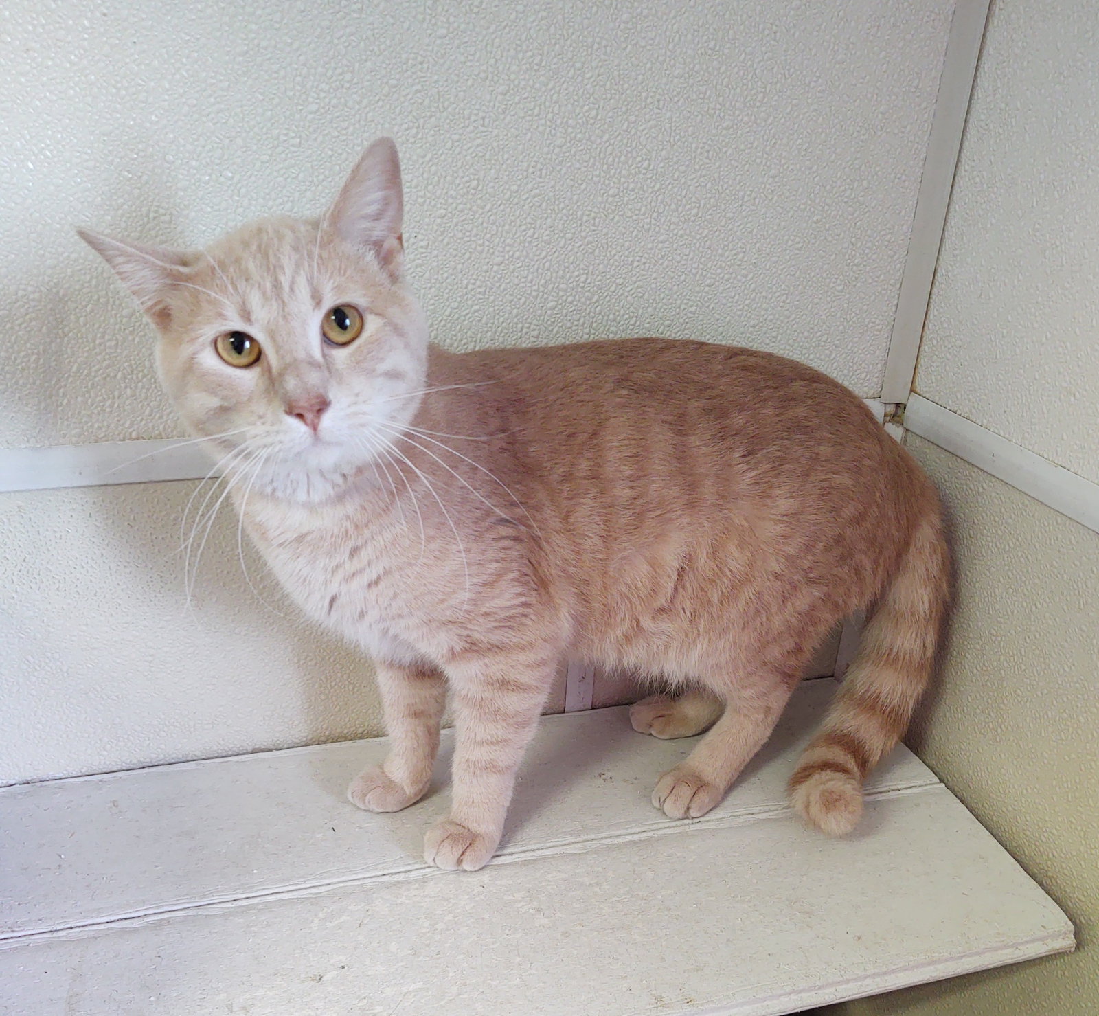 Cats for Adoption in Dubuque, Iowa Alpha Paw