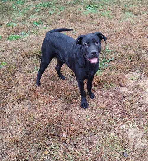 Dogs for Adoption in Clinton, Iowa Alpha Paw