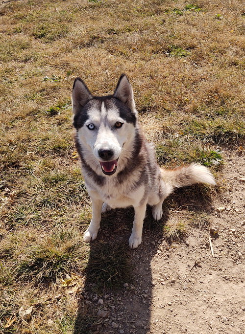 Dogs for Adoption in Clinton, Iowa Alpha Paw