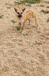 Buddi - Photo 2