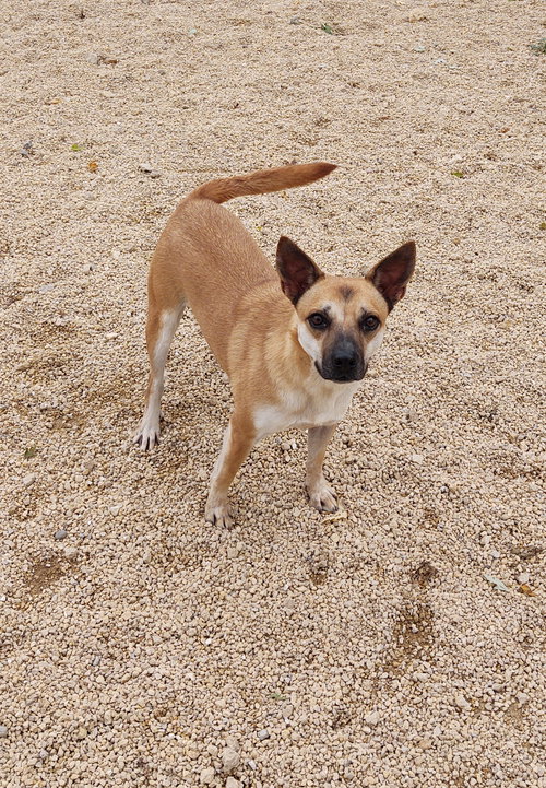 BUDDI - Unknown available for adoption