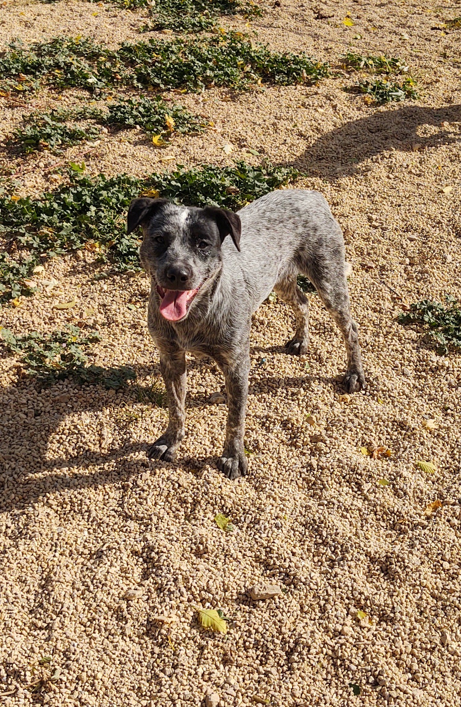 adoptable Dog in Maquoketa, IA named Silver