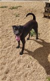 adoptable Dog in , IA named Vin