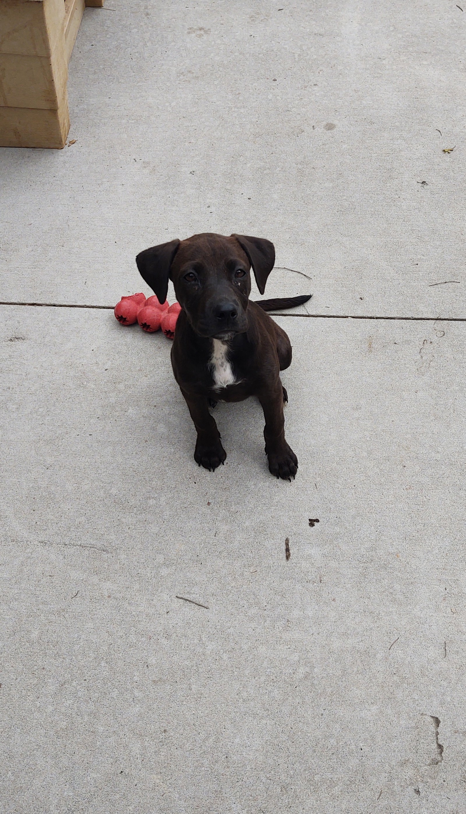 Dog for Adoption Toffee, a Chocolate Labrador Retriever in Whiteside