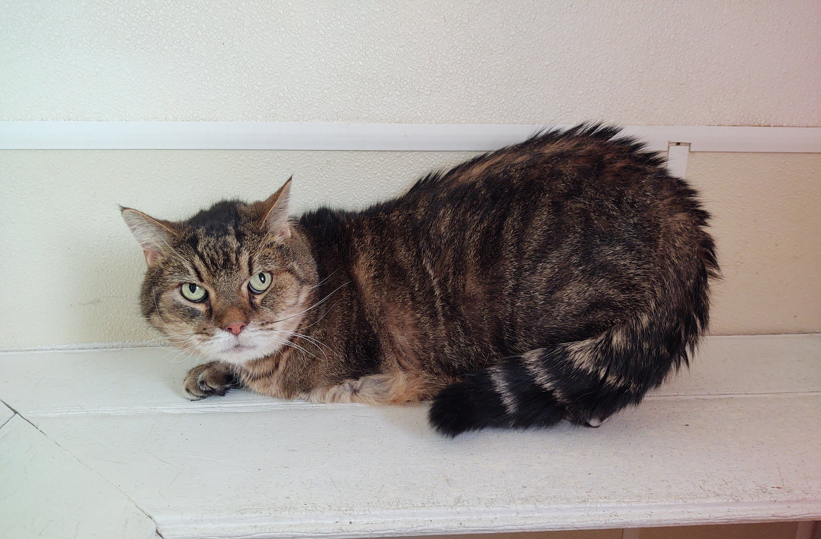 Cats for Adoption in Dubuque County, Iowa Alpha Paw