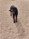 adoptable Dog in , IA named Pilot