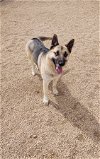 adoptable Dog in , IA named Clementine